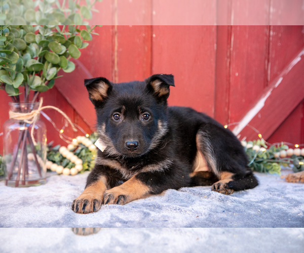 Medium Photo #3 German Shepherd Dog Puppy For Sale in PARKESBURG, PA, USA