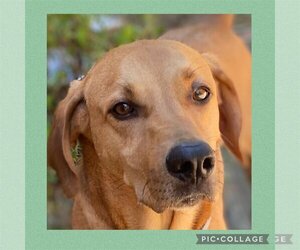 Rhodesian Ridgeback-Unknown Mix Dogs for adoption in Munford, TN, USA
