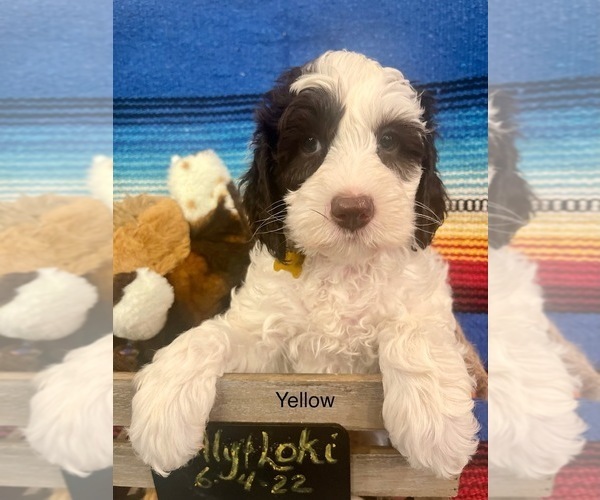 Medium Photo #1 Australian Cobberdog Puppy For Sale in SHAWNEE, KS, USA