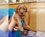 Small Photo #6 Goldendoodle Puppy For Sale in CASTRO VALLEY, CA, USA
