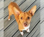 Small Photo #12 Chihuahua-Unknown Mix Puppy For Sale in Arlington, VA, USA