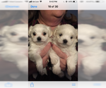 Small Photo #76 Maltese Puppy For Sale in BRKN ARW, OK, USA