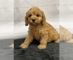 Small Photo #7 Cavapoo Puppy For Sale in QUAPAW, OK, USA