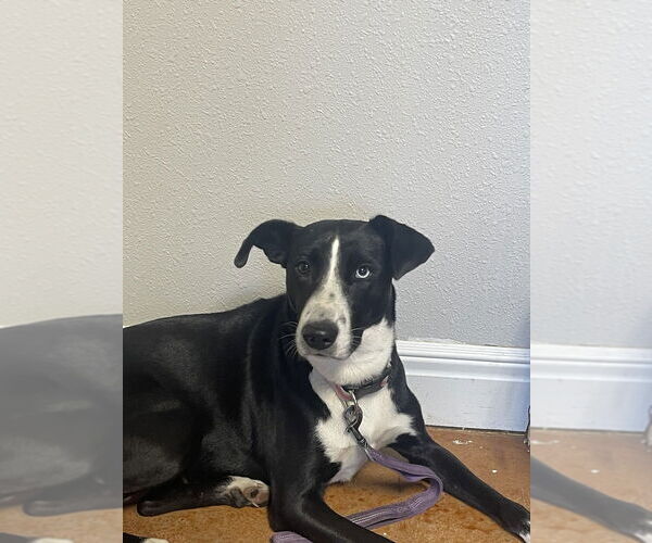 Medium Photo #2 Border Collie-Unknown Mix Puppy For Sale in Bolivar, MO, USA