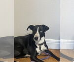 Small #1 Border Collie Mix