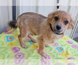 Cayenne - Male ShiChi Dog for Adoption - Photo #2