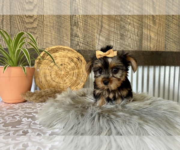 Medium Photo #2 Yorkshire Terrier Puppy For Sale in NAPPANEE, IN, USA