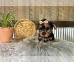 Small #1 Yorkshire Terrier