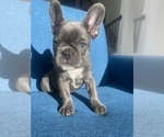 Small Photo #10 French Bulldog Puppy For Sale in MISSOURI CITY, TX, USA