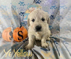 English Cream Golden Retriever Puppy for sale in DEARBORN, MO, USA