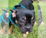 Small Photo #1 French Bulldog Puppy For Sale in MIAMI BEACH, FL, USA