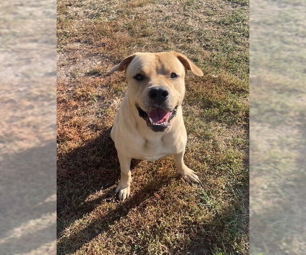Medium Photo #2 Labrador Retriever-Unknown Mix Puppy For Sale in Lee's Summit, MO, USA