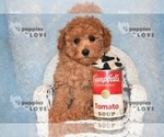 Small #9 Poodle (Toy)