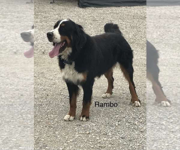 Medium Photo #1 Bernese Mountain Dog Puppy For Sale in GOSHEN, IN, USA