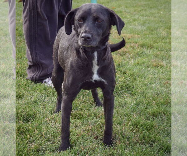 Medium Photo #3 Border Collie-Unknown Mix Puppy For Sale in Huntley, IL, USA