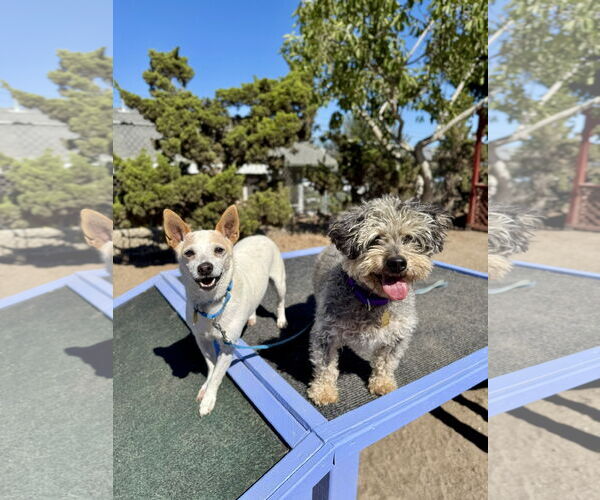 Medium Photo #2 Mutt Puppy For Sale in Seal Beach, CA, USA