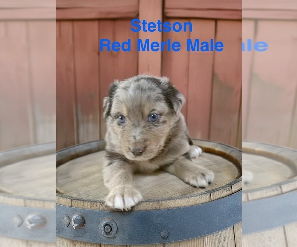 Medium Photo #2 Australian Shepherd Puppy For Sale in WILLIAMS, AZ, USA