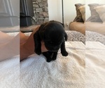 Small Photo #7 Labrador Retriever Puppy For Sale in REDDING, CA, USA