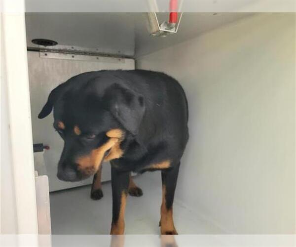 Medium Photo #1 Rottweiler Puppy For Sale in Houston, TX, USA