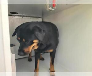 Rottweiler Dogs for adoption in Houston, TX, USA