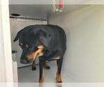 Small Rottweiler