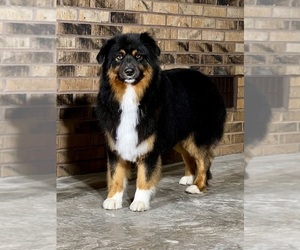 Father of the Australian Shepherd puppies born on 04/24/2023