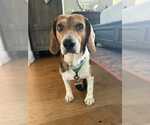Small #5 Beagle