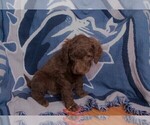 Small Photo #1 Labradoodle Puppy For Sale in GALION, OH, USA
