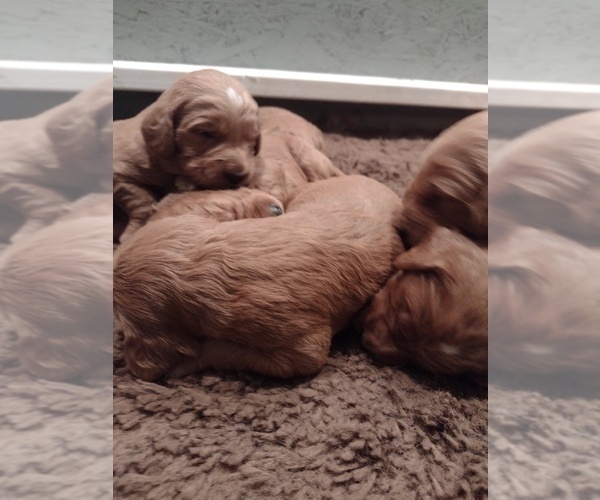 Medium Photo #8 Goldendoodle Puppy For Sale in SONORA, KY, USA