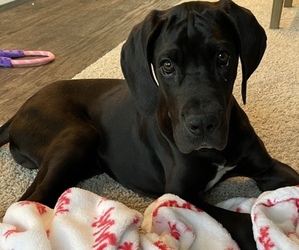 Great Dane Puppy for sale in CLAYTON, NC, USA