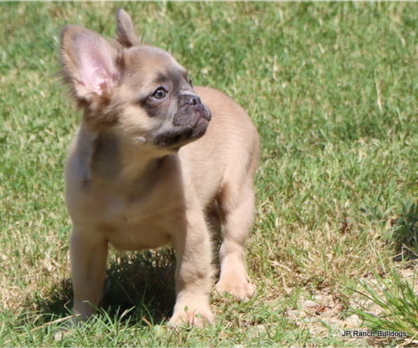 Medium Photo #7 French Bulldog Puppy For Sale in WINNSBORO, TX, USA