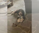 Small #6 Bernedoodle