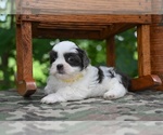 Small #10 Shih Tzu