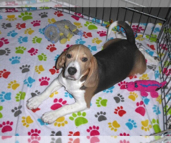 Medium Photo #10 Beagle Puppy For Sale in ORO VALLEY, AZ, USA