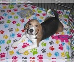 Small #9 Beagle