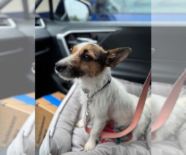 Medium Photo #3 Jack Russell Terrier Puppy For Sale in Claremore, OK, USA