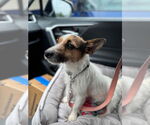 Small #2 Jack Russell Terrier