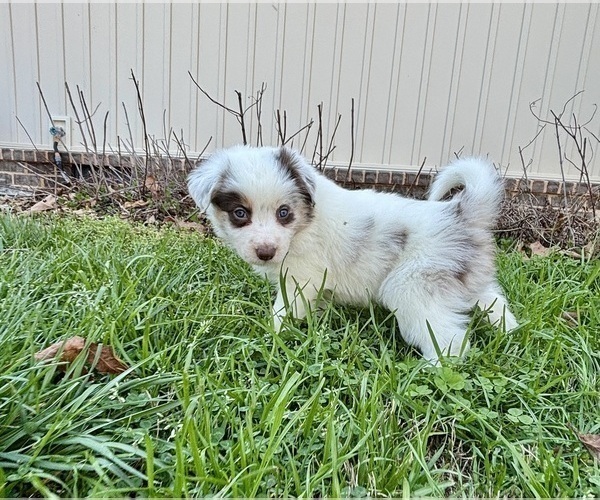 Medium Photo #15 Border Collie Puppy For Sale in MARYVILLE, TN, USA