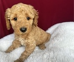 Puppy Red Goldendoodle (Miniature)