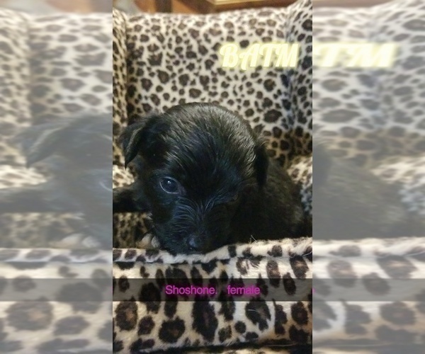 Medium Photo #1 Chinese Crested Puppy For Sale in MOODY, TX, USA