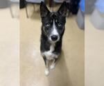 Small #1 Siberian Husky Mix