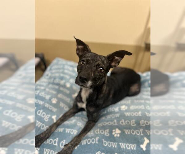 Medium Photo #1 Mutt Puppy For Sale in Chula Vista, CA, USA