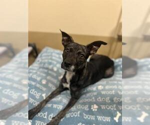 Mutt Dogs for adoption in Chula Vista, CA, USA