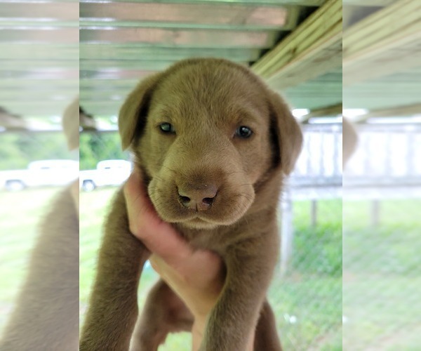 Medium Photo #3 Labrador Retriever Puppy For Sale in CONNELLYS SPRINGS, NC, USA