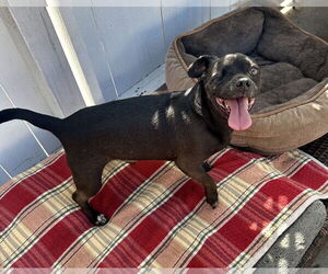 One eyed Oreo - Male Pug-Unknown Mix Dog for Adoption - Photo #6