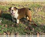 Small Photo #1 English Bulldog Puppy For Sale in COVINGTON, GA, USA