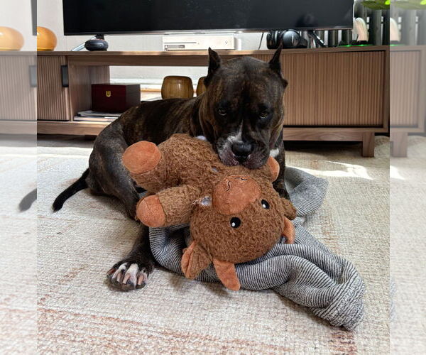 Medium Photo #43 Mutt Puppy For Sale in Philadelphia, PA, USA