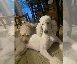 Father of the Labradoodle-Poodle (Standard) Mix puppies born on 05/22/2025