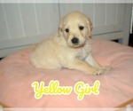 Puppy Yellow Girl Golden Retriever