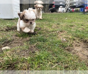 Medium Shih Tzu
